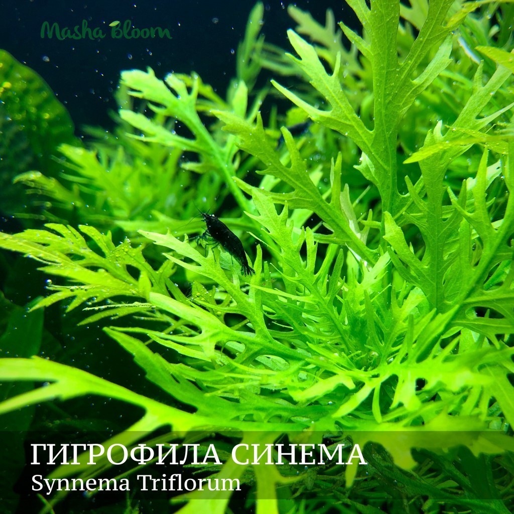 ГИГРОФИЛА СИНЕМА (Hygrophila difformis)
