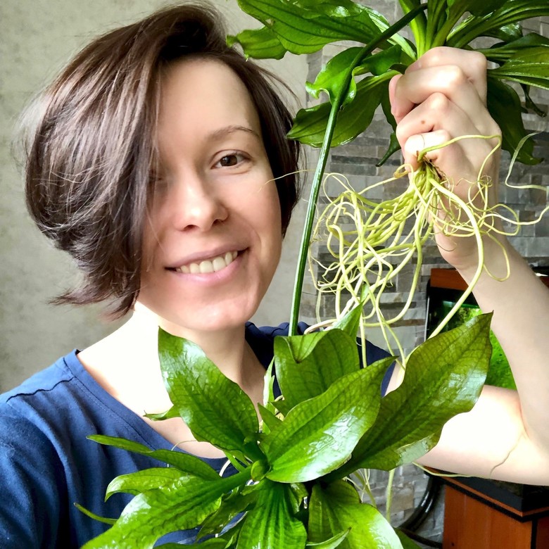 ЭХИНОДОРУС ГАБРИЭЛИ