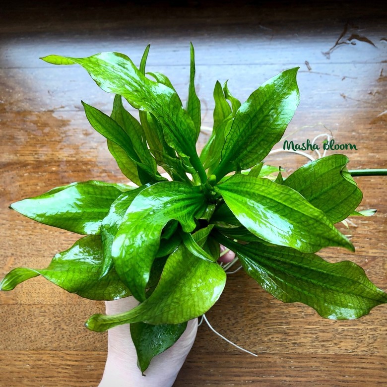 ЭХИНОДОРУС ГАБРИЭЛИ