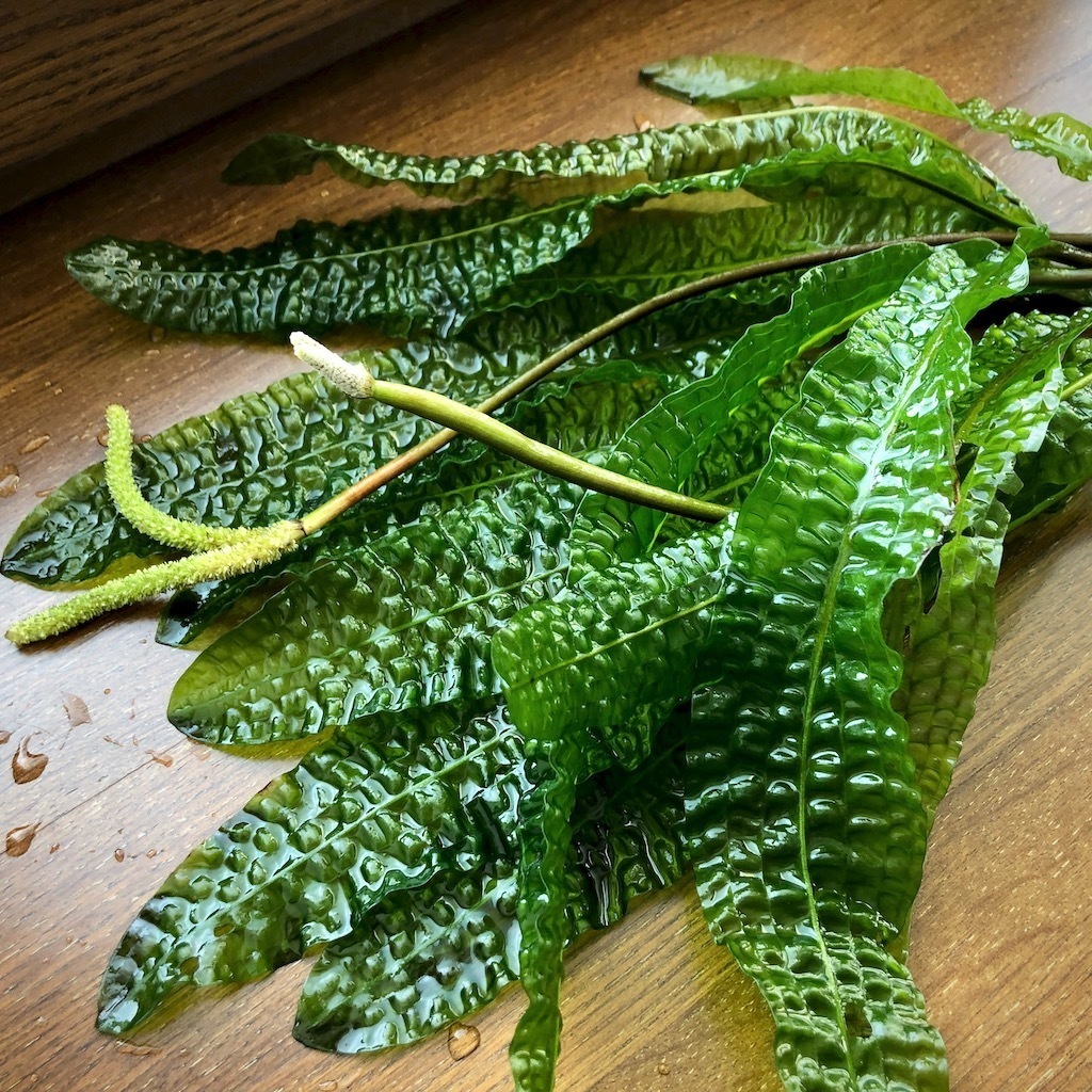 АПОНОГЕТОН БОИВИНА