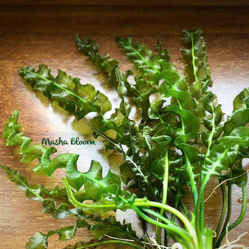 АПОНОГЕТОН КАПУРОНИ