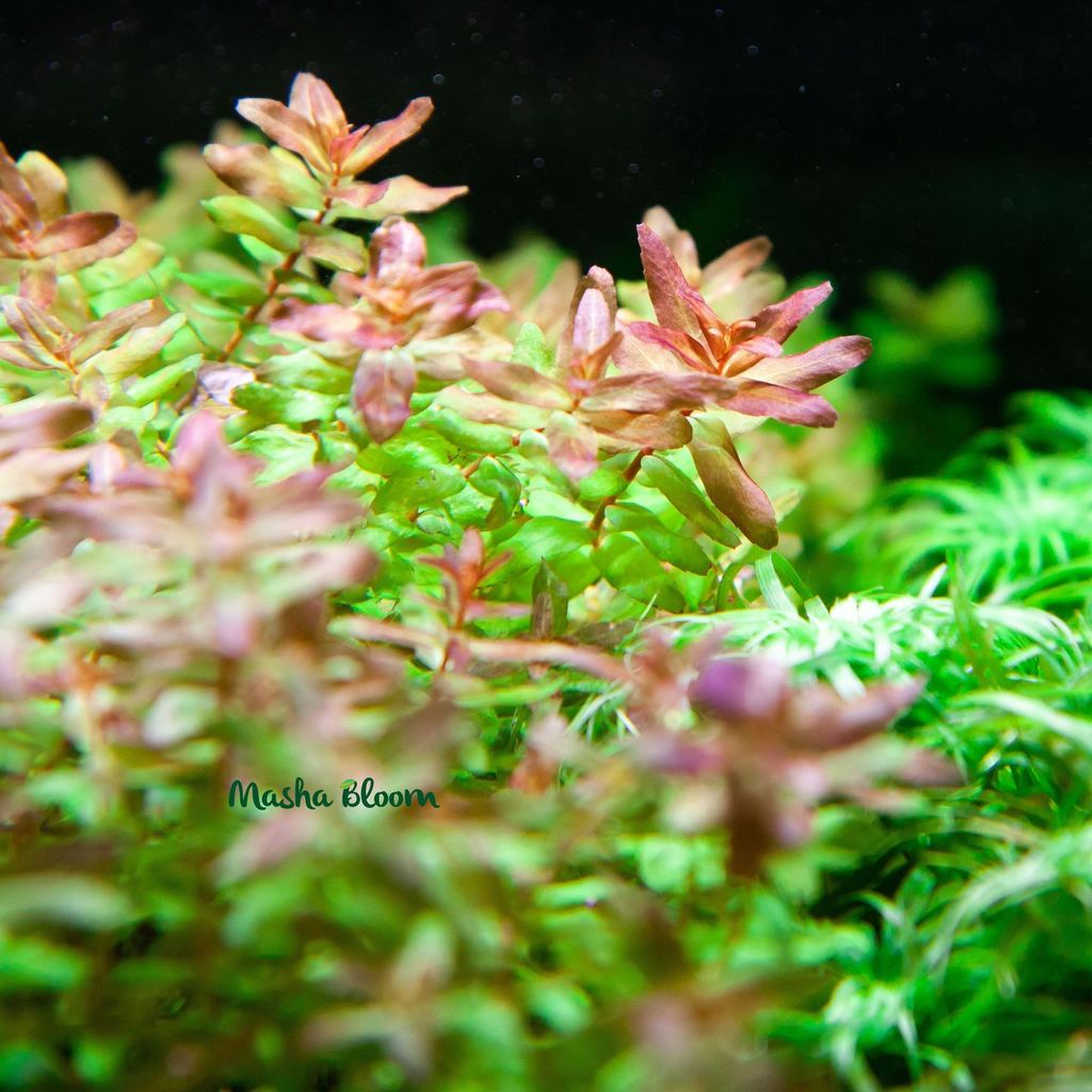 РОТАЛА МАКРАНДРА ЗЕЛЕНАЯ УЗКОЛИСТНАЯ