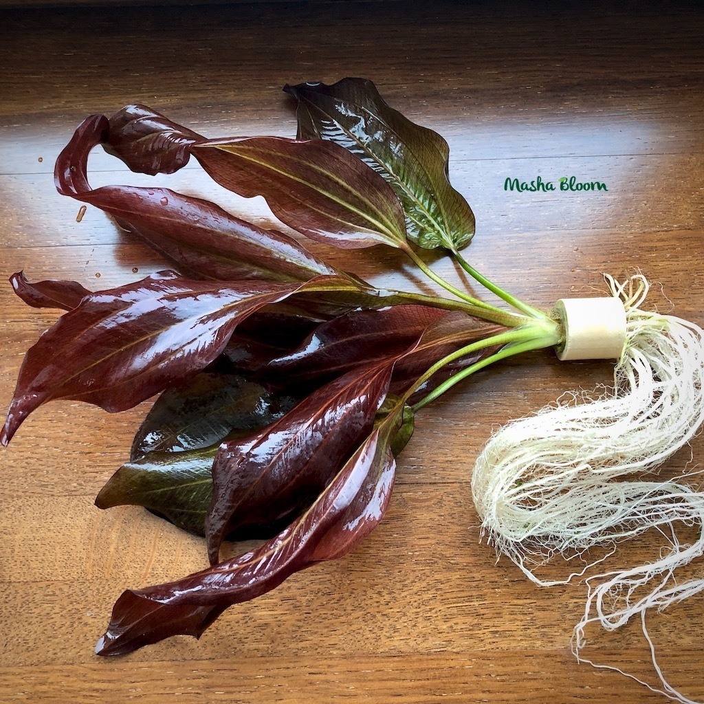 ЭХИНОДОРУС ФЭНСИ ТВИСТ