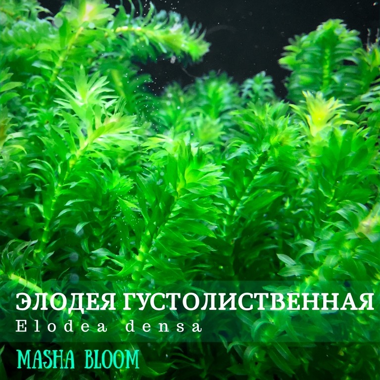 ЭЛОДЕЯ ГУСТОЛИСТВЕННАЯ