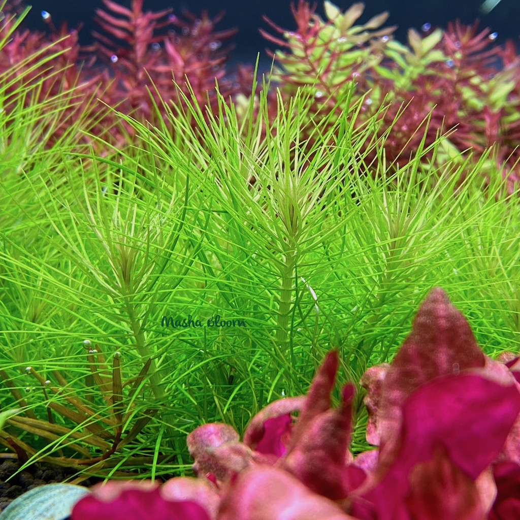 Погостемон эректус (Pogostemon erectus)