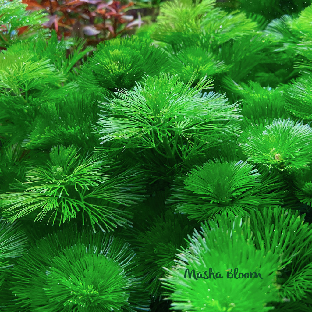 КАБОМБА КАРОЛИНСКАЯ