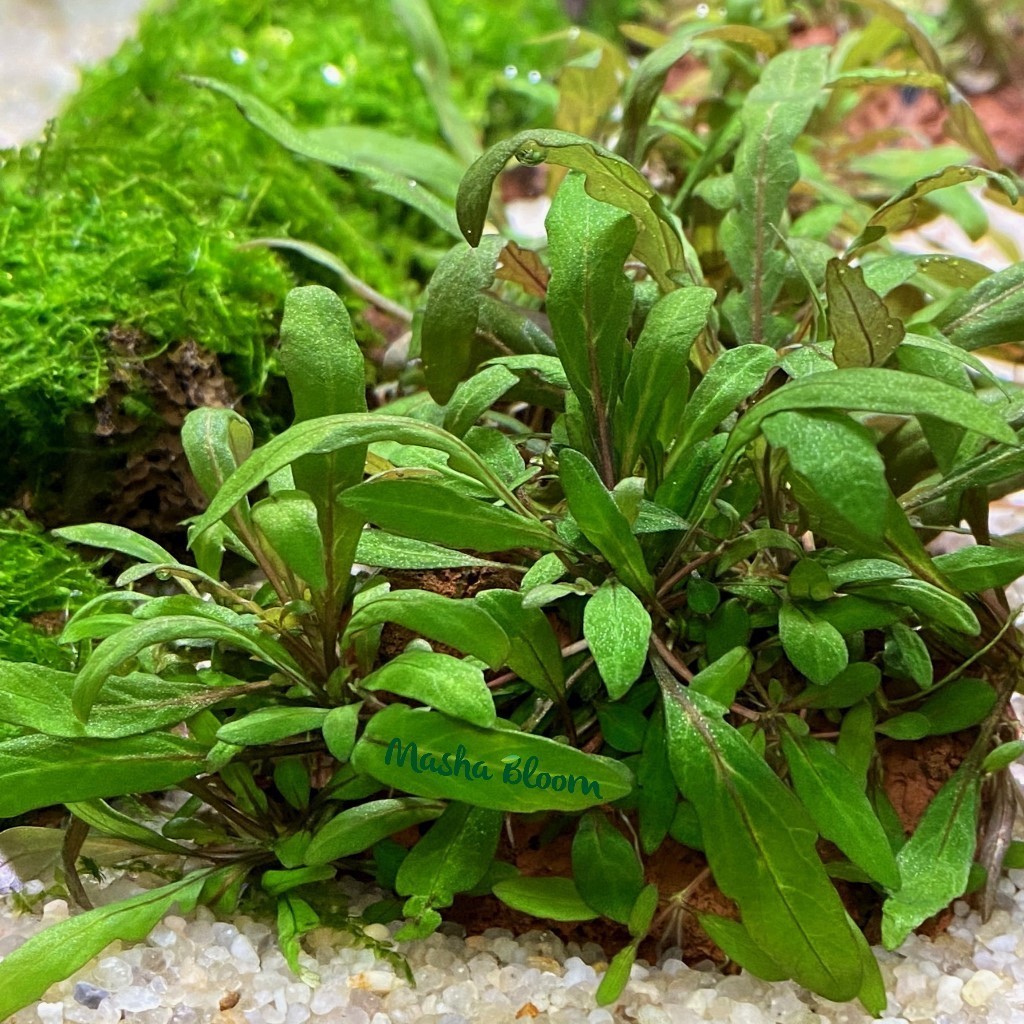 ГИГРОФИЛА ПЕРИСТОНАДРЕЗАННАЯ на лаве