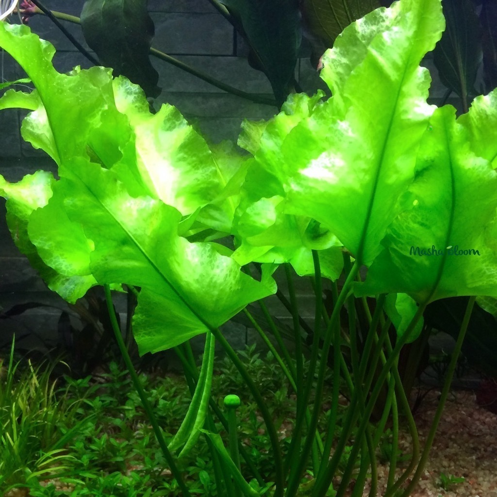 КУБЫШКА ЯПОНСКАЯ