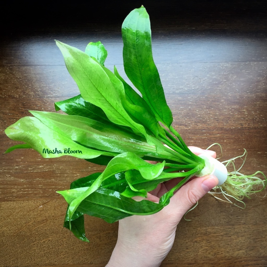 ЭХИНОДОРУС АМАЗОНСКИЙ