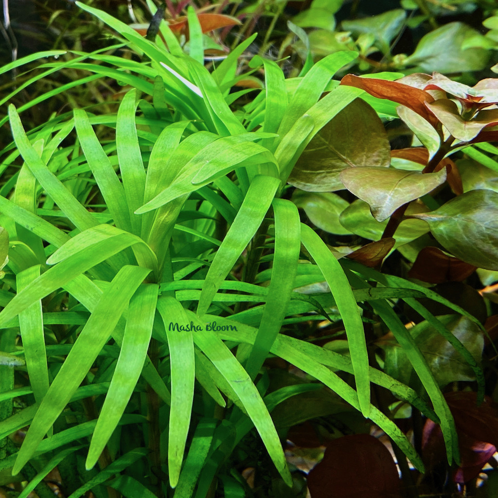 ЭЙХОРНИЯ ВОДНАЯ