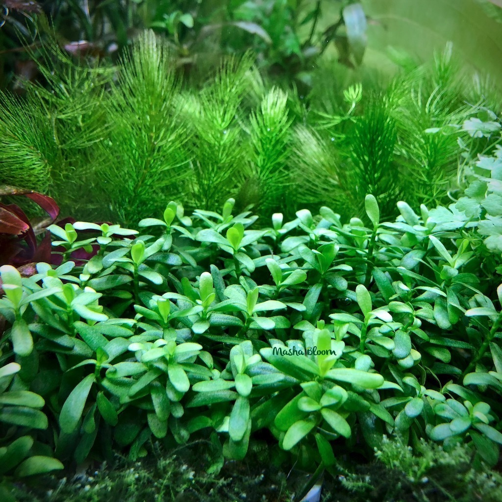 ХЕДИОТИС ЗАЛЬЦМАНА