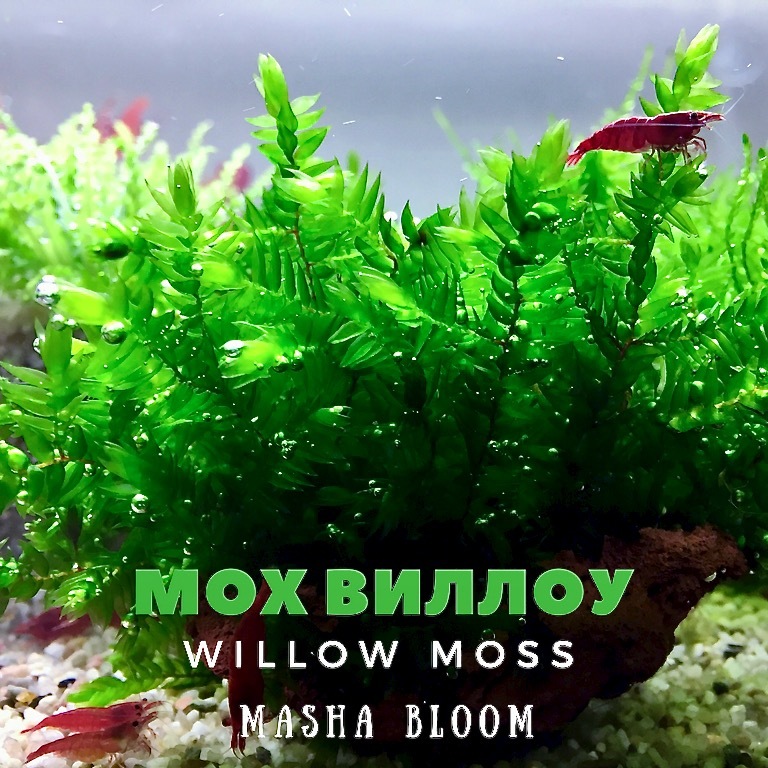 МОХ ВИЛЛОУ на лаве