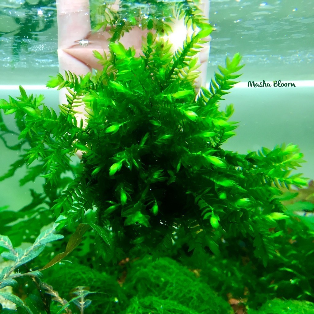 Kasting paytida ogizdagi cum kompilyatsiyasi