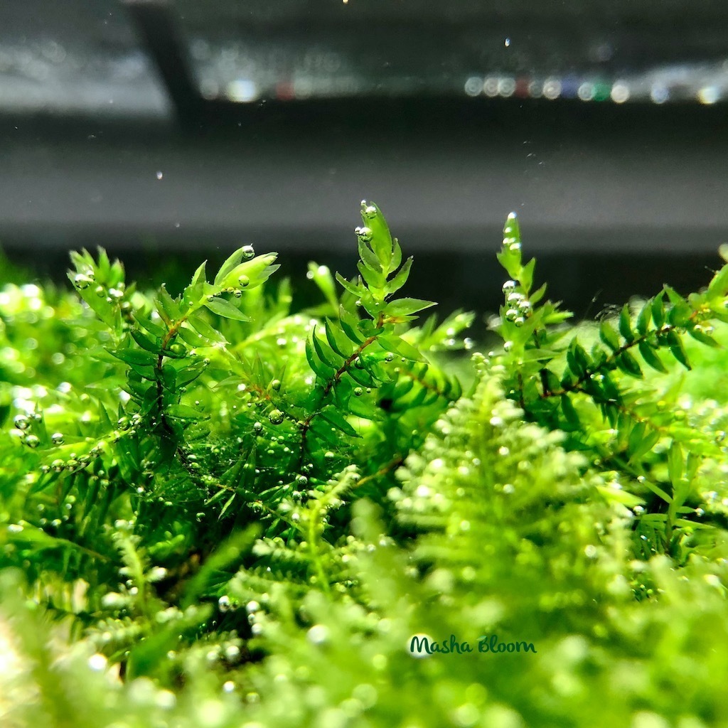 Haqiqiy qogirchoq seks video