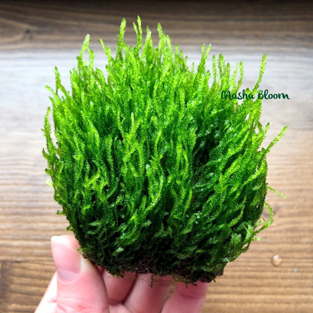 МОХ ФЛЕЙМ (ПЛАМЯ) на лаве