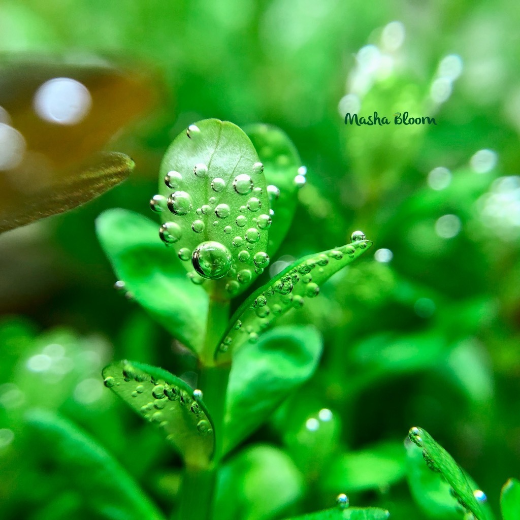 Аммания Бонсай (Ammania sp. «Bonsai»)