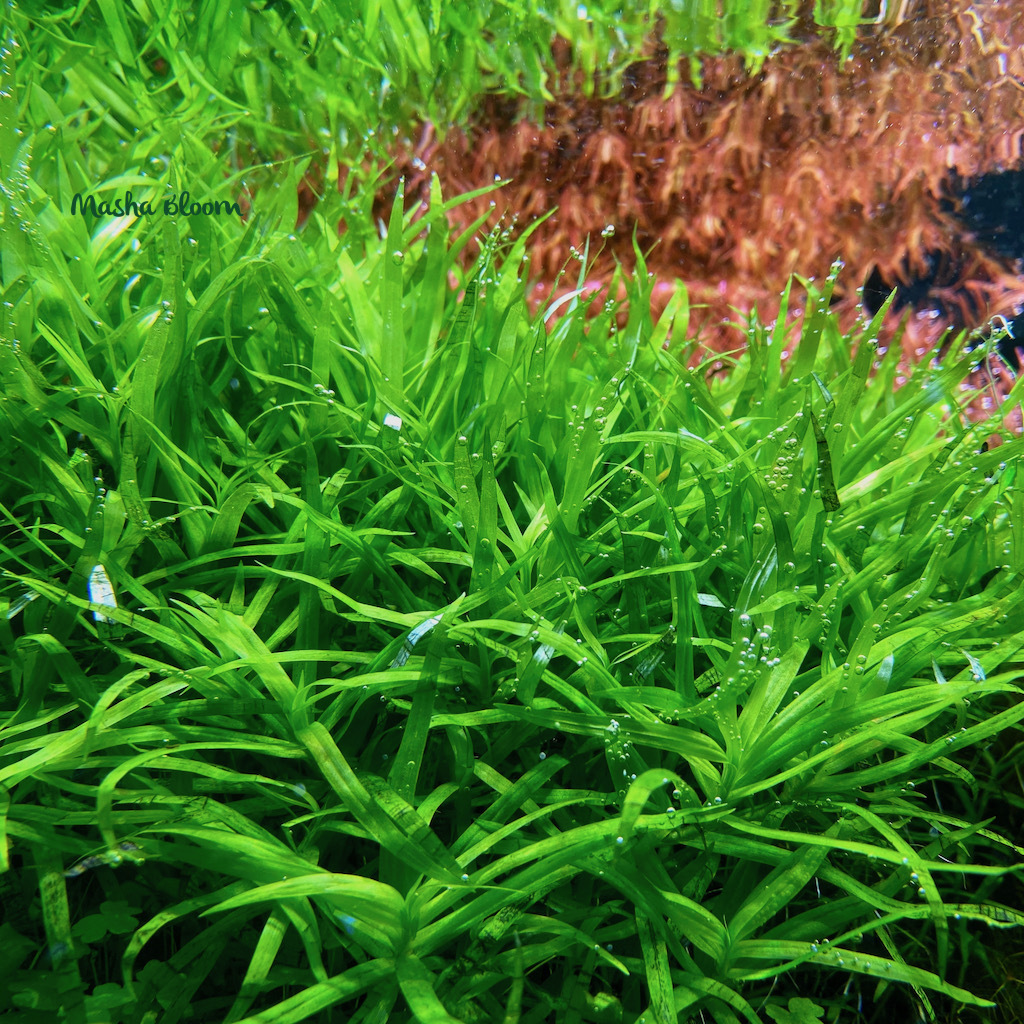 ГЕТЕРАНТЕРА ОСТРОЛИСТНАЯ