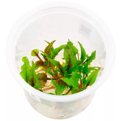 КРИПТОКОРИНА ВЕНДТА ГРИН ГЕККО меристема