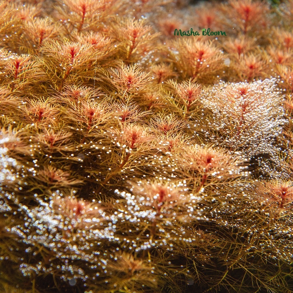 Перистолистник матогросский красный (Myriophyllum mattogrossense "Red")