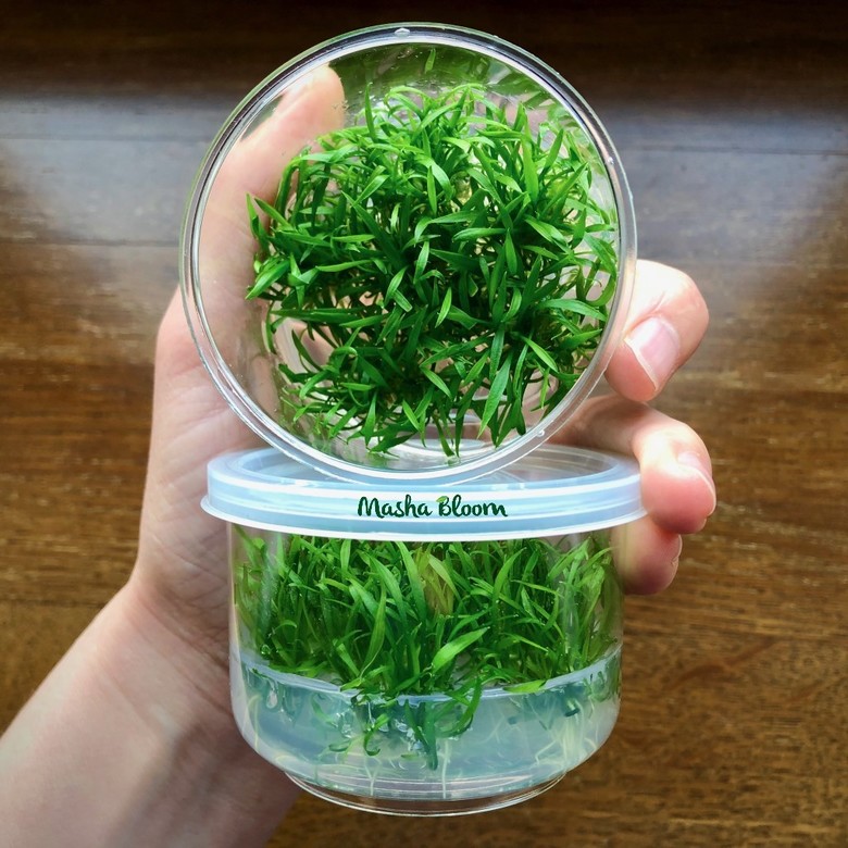 Меристема Криптокорина парва (Cryptocoryne parva)