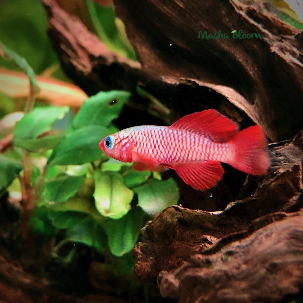 НОТОБРАНХИУС КАРДИНАЛИС (Nothobranchius cardinalis)