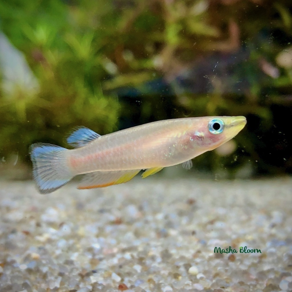 ПАНХАКС ГОЛУБОЙ (Aplocheilus panchax)