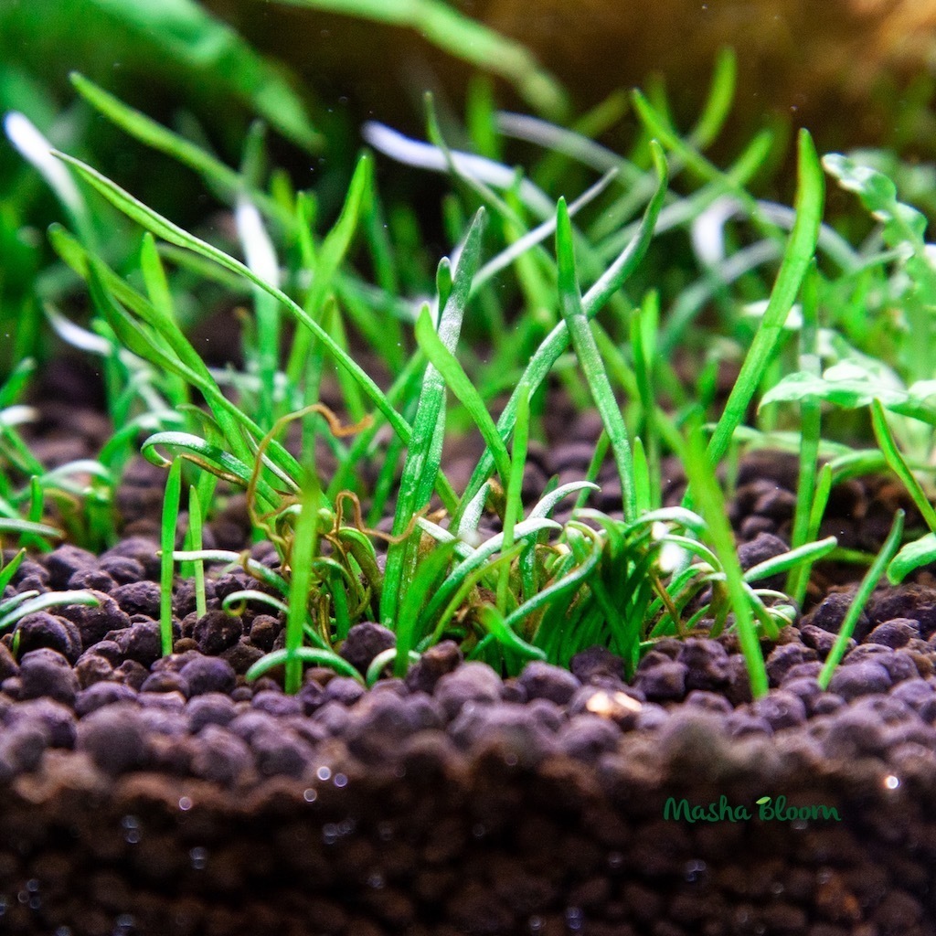 ЛИЛЕОПСИС БРАЗИЛЬСКИЙ