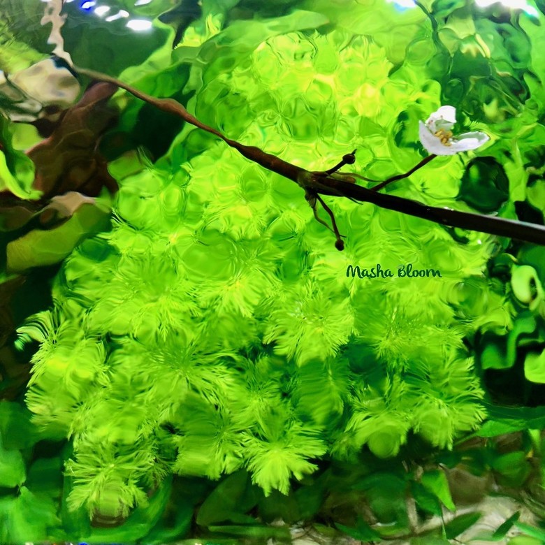 ЛИМНОФИЛА СИДЯЧЕЦВЕТКОВАЯ