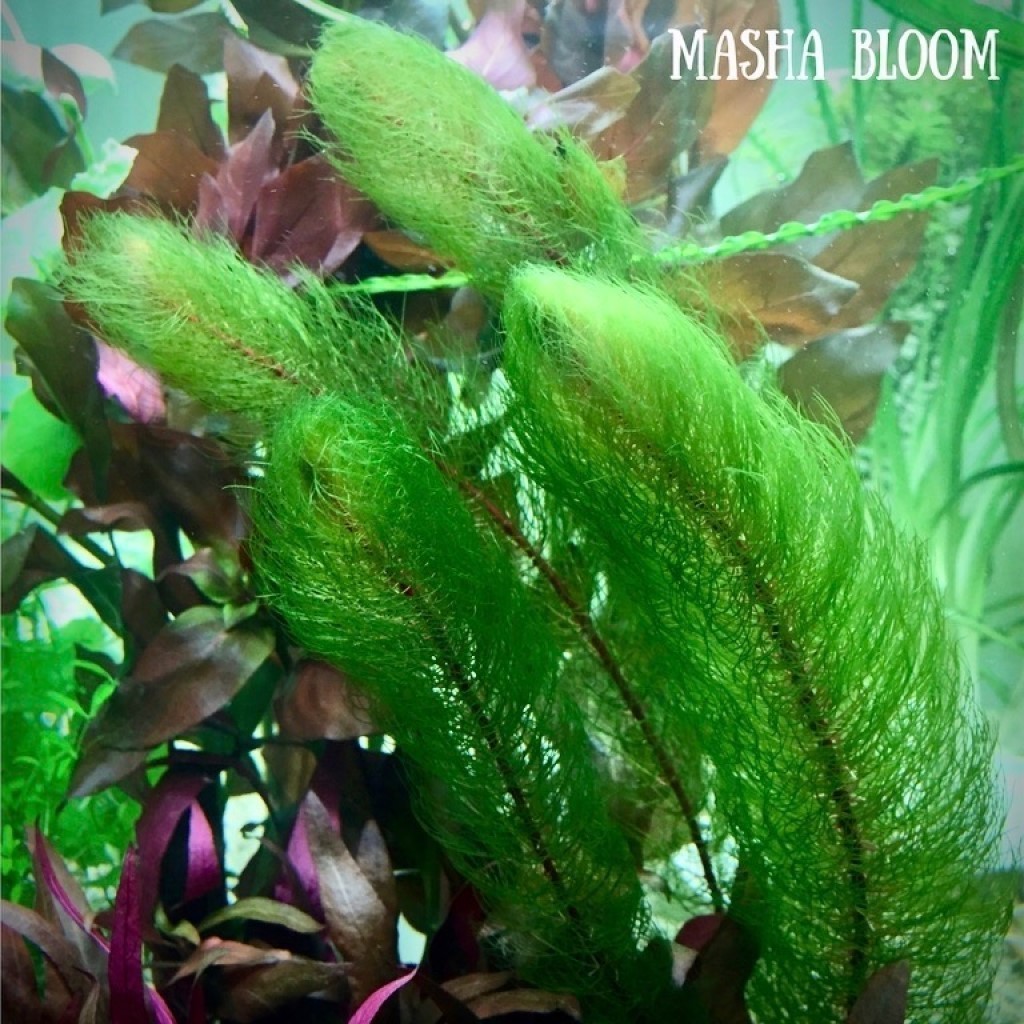 ПЕРИСТОЛИСТНИК КРАСНОСТЕБЕЛЬНЫЙ