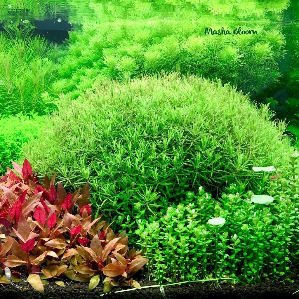 ПОГОСТЕМОН МИДЛ ГРИН