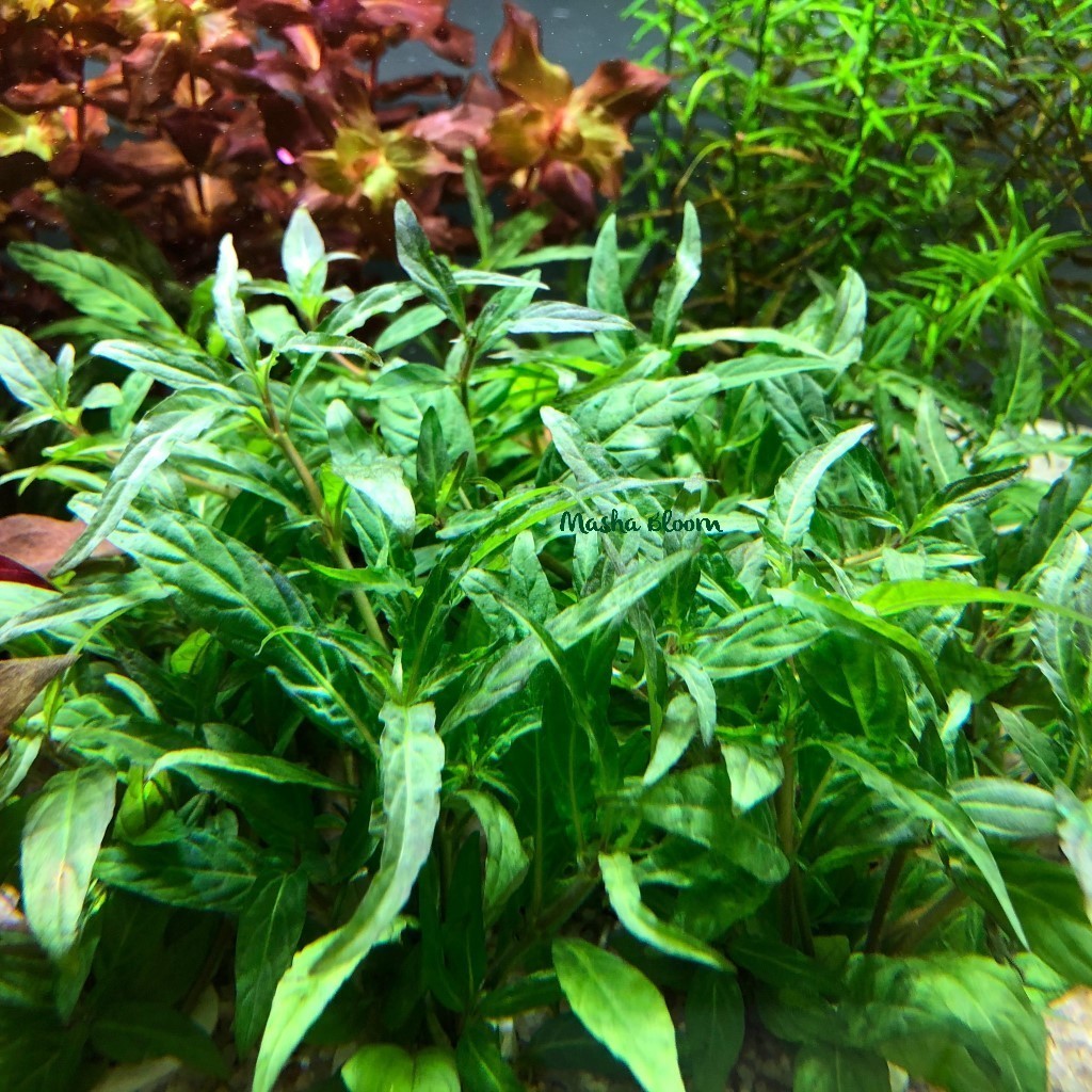 СТАУРОГИН ОСТРОЛИСТНЫЙ