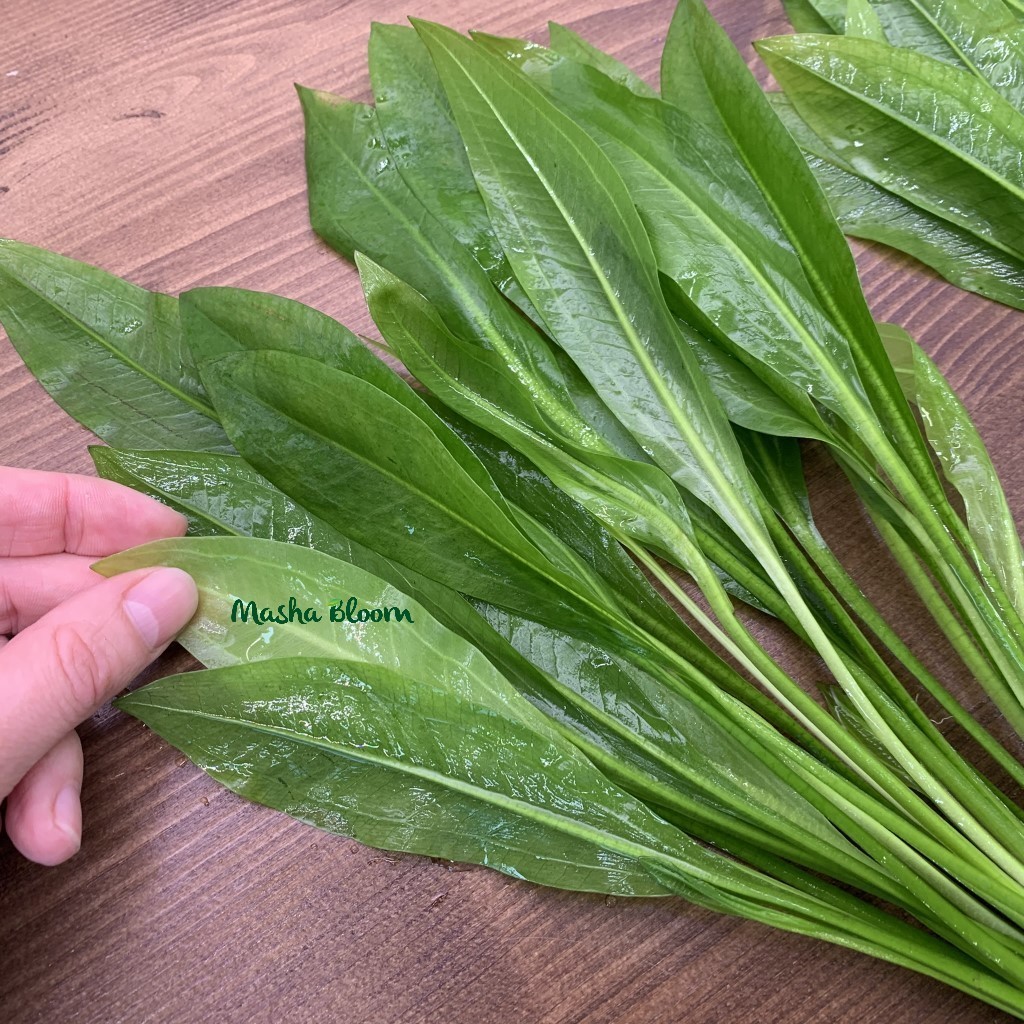 ЭХИНОДОРУС БЛЕХЕРА