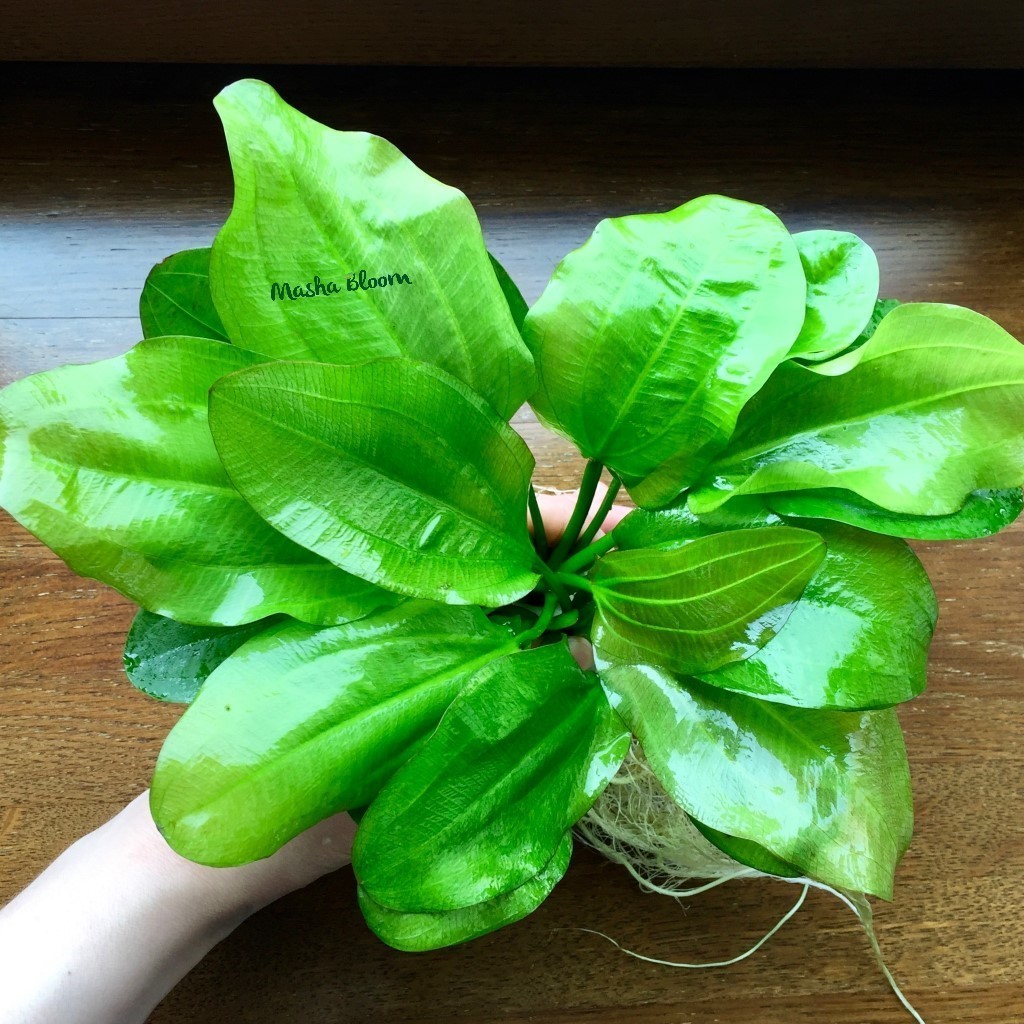 ЭХИНОДОРУС ГОРИЗОНТАЛИС