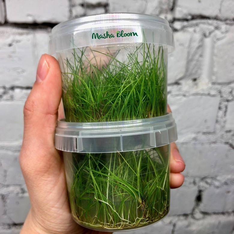 Меристема Элеохарис парвула (Eleocharis parvulus / acicularis) Ø70 мм