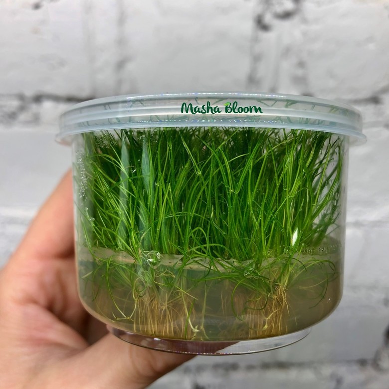 Меристема Элеохарис парвула (Eleocharis parvulus / acicularis) Ø70 мм