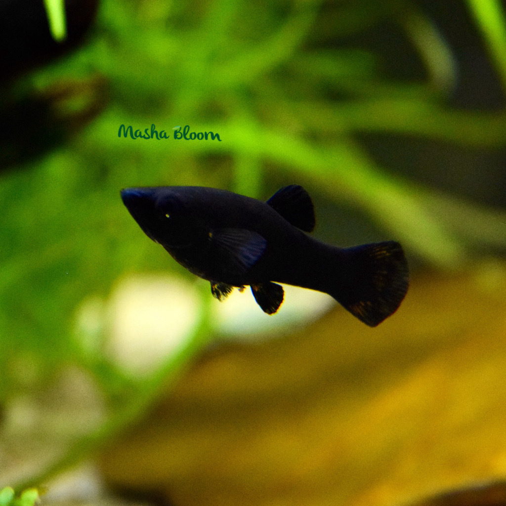 МОЛЛИНЕЗИЯ ЧЕРНАЯ