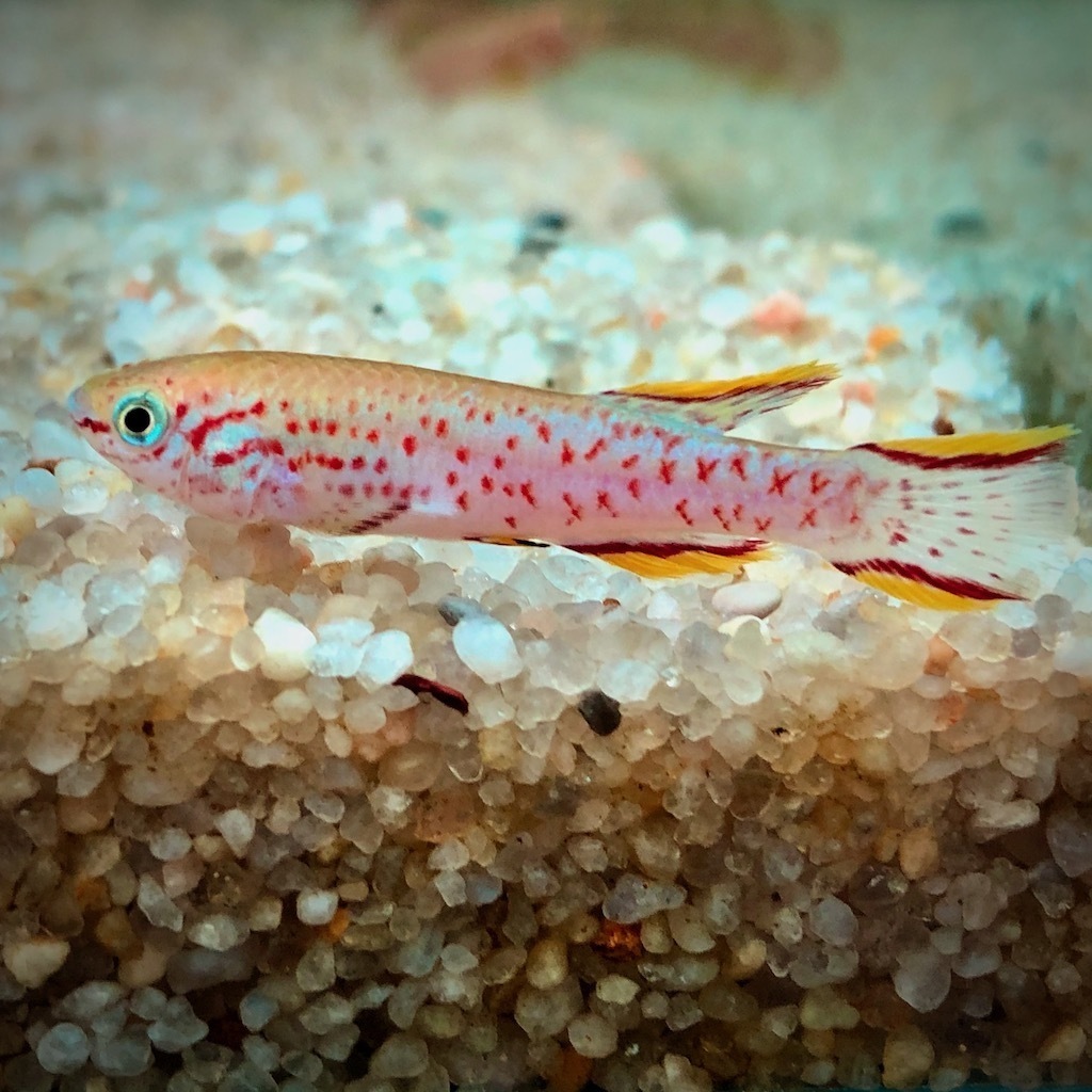 АФИОСЕМИОН ГАРДНЕРА (Fundulopanchax gardneri)