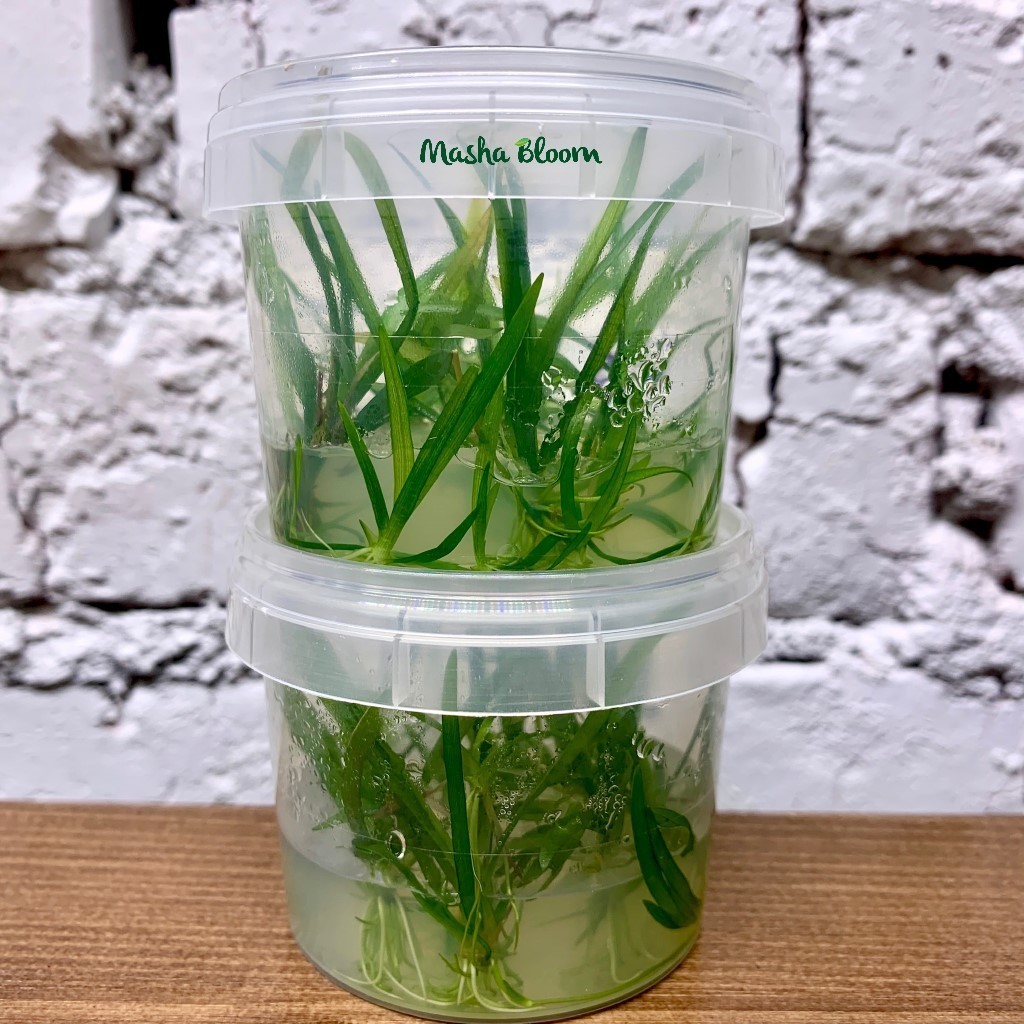 ЭХИНОДОРУС ЛАТИФОЛИУС меристема