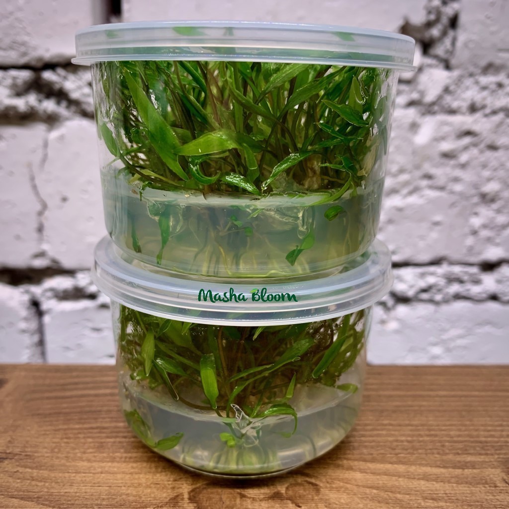 КРИПТОКОРИНА ВЕНДТА ЗЕЛЁНАЯ меристема