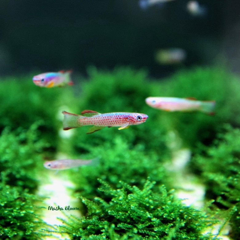 АФИОСЕМИОН ГАБУНЕНС (Aphiosemion gabunense)