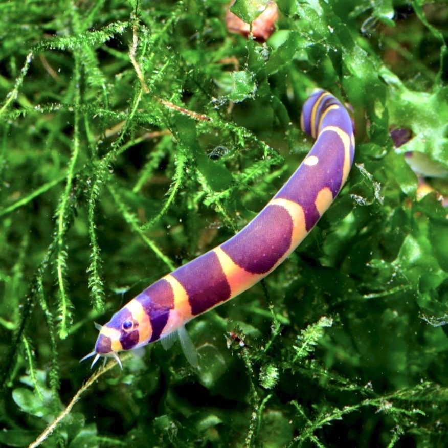 АКАНТОФТАЛЬМУС КЮЛЯ (Acanthophthalmus Kuhlii)