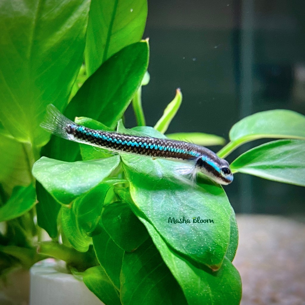 БЫЧОК НЕОНОВЫЙ СИНИЙ (Stiphodon semoni)