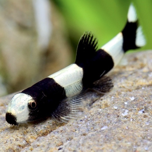 БОЦИЯ ПАНДА (Protomyzon pachychilus)