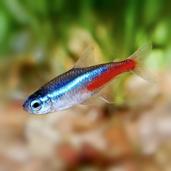 НЕОН ГОЛУБОЙ (Paracheirodon innesi Myers)