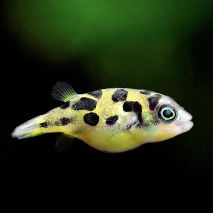 ТЕТРАОДОН КАРЛИКОВЫЙ (Carinotetraodon travancoricus)