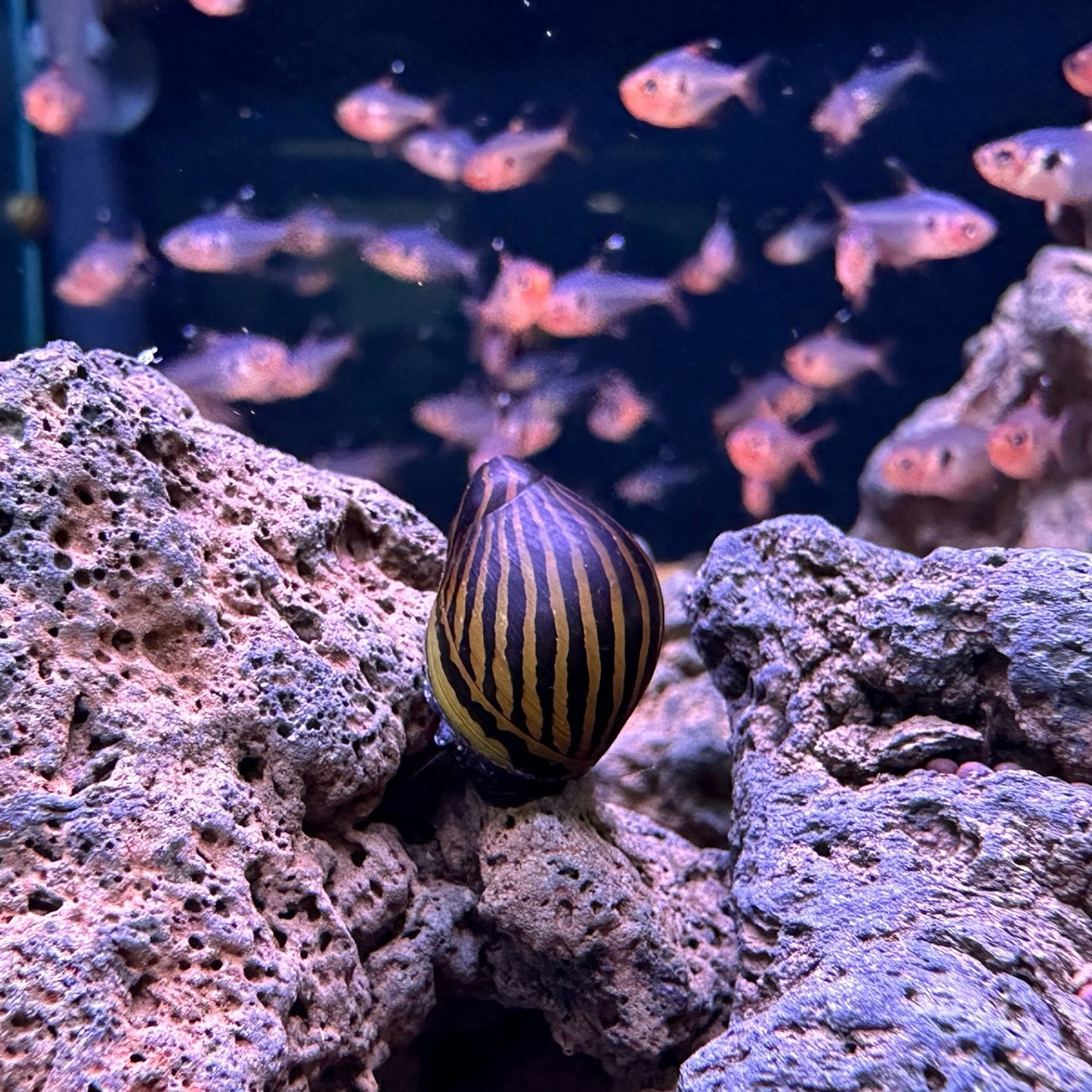 УЛИТКА ЗЕБРА