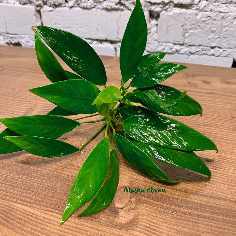 АНУБИАС УЗКОЛИСТНЫЙ