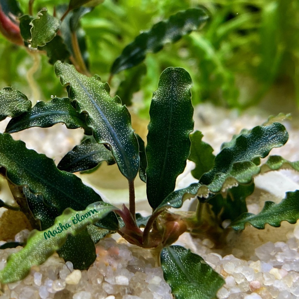 БУЦЕФАЛАНДРА ТИТАН (butsefalandra titan) на лаве