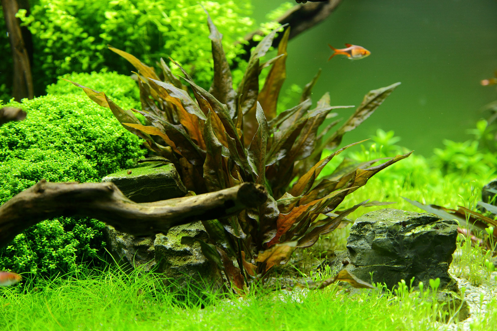 Криптокорина Вендта тропика (Cryptocoryne wendtii Tropica)