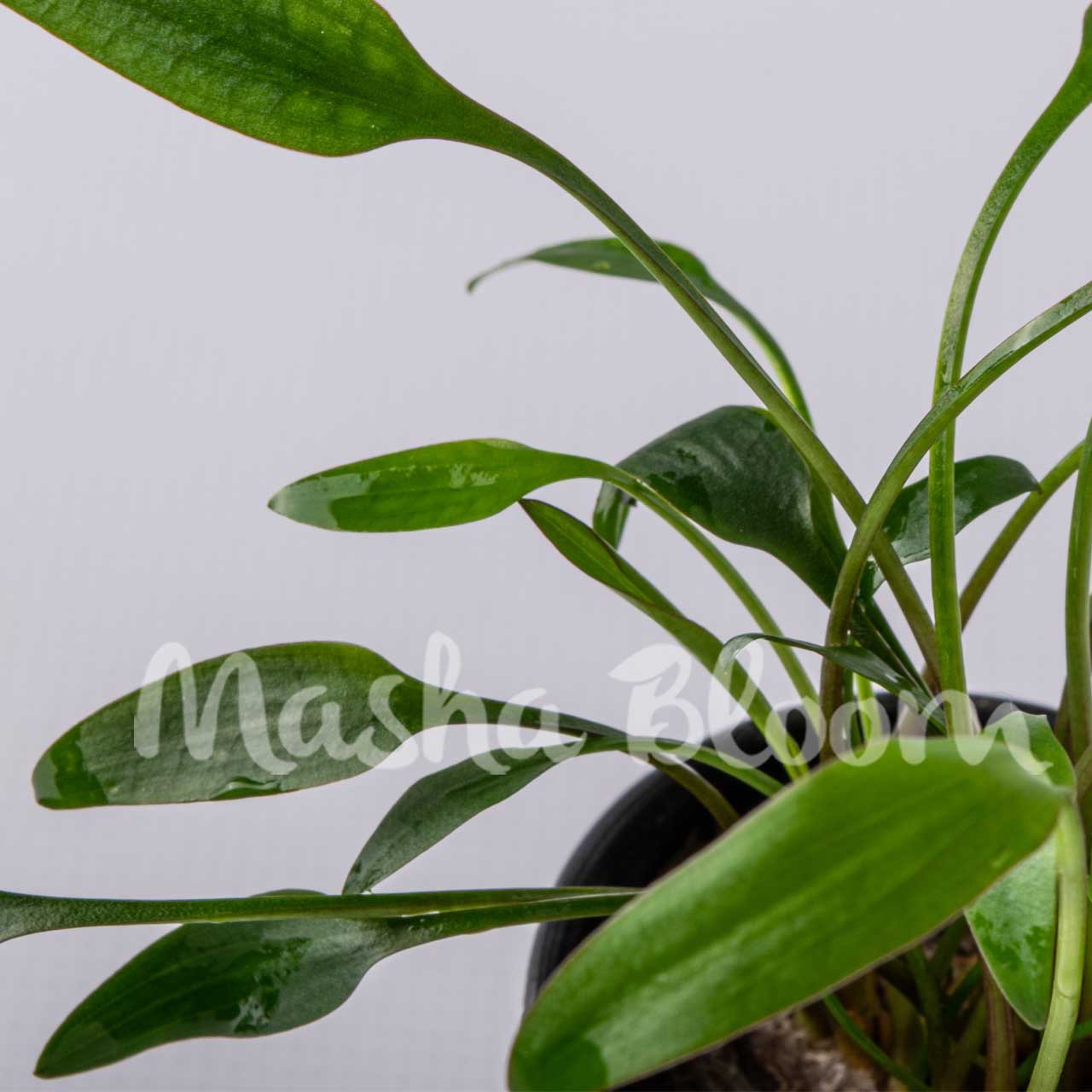 Криптокорина жёлтая / лютея (Cryptocoryne lutea) в горшке